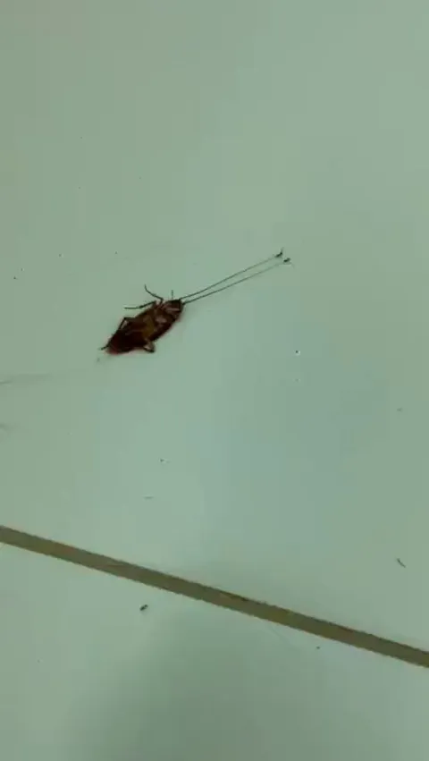 Two ants dragging cockroach