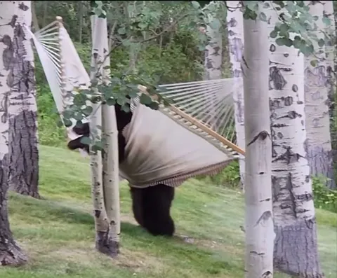 Bear couldn’t figure out the hammock and gets angry.