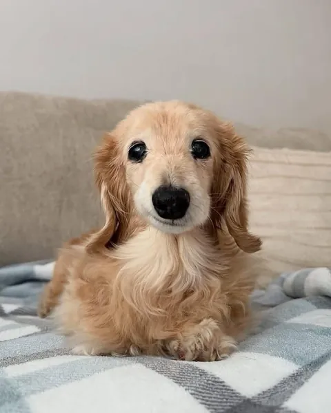This dog has the most wholesome smile