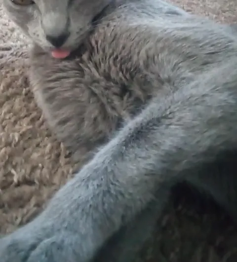 Our sweet ru passed last night (sorry for low quality photos)