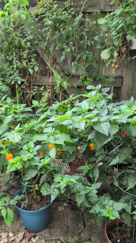 We have a cherry tomato plant that has grown into the nearby tree and is now 11 feet tall with tomato bunches at 9 and 10 feet 🍅