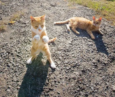 PsBattle: Cat standing in a boxing position