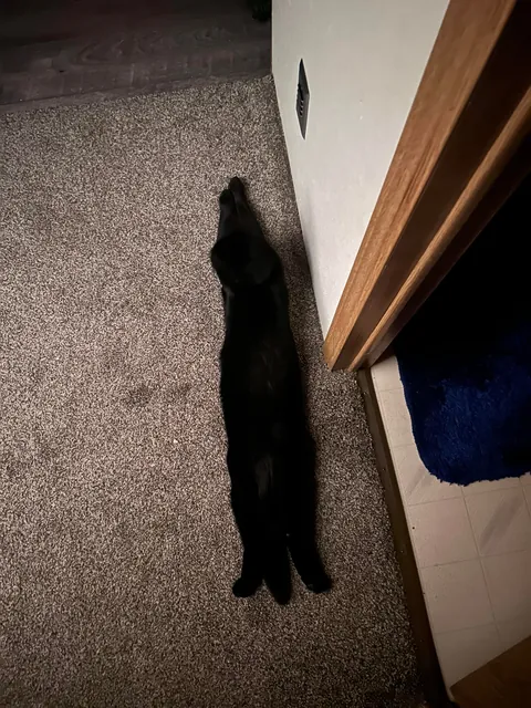 He always lays like this