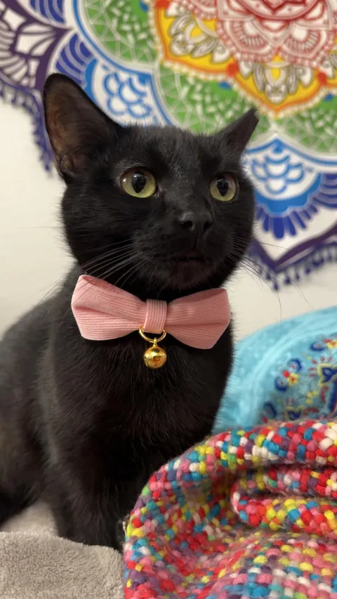 On Wednesdays, we wear pink!