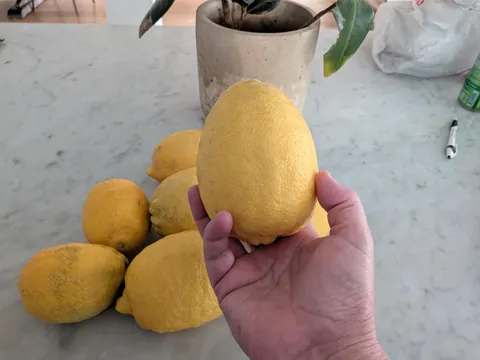 [homemade] Lemon Pound Cake with Homegrown Lemons