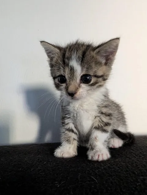 Miss Dumpling/ 5 Weeks old