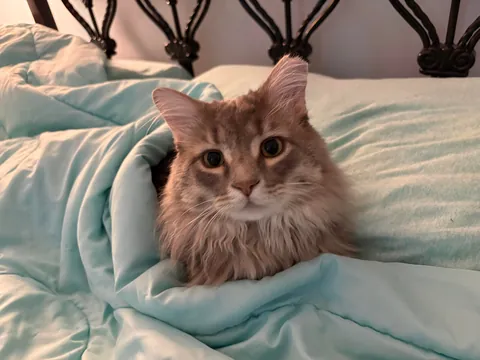 Is it normal to think your cat is the cutest cat?