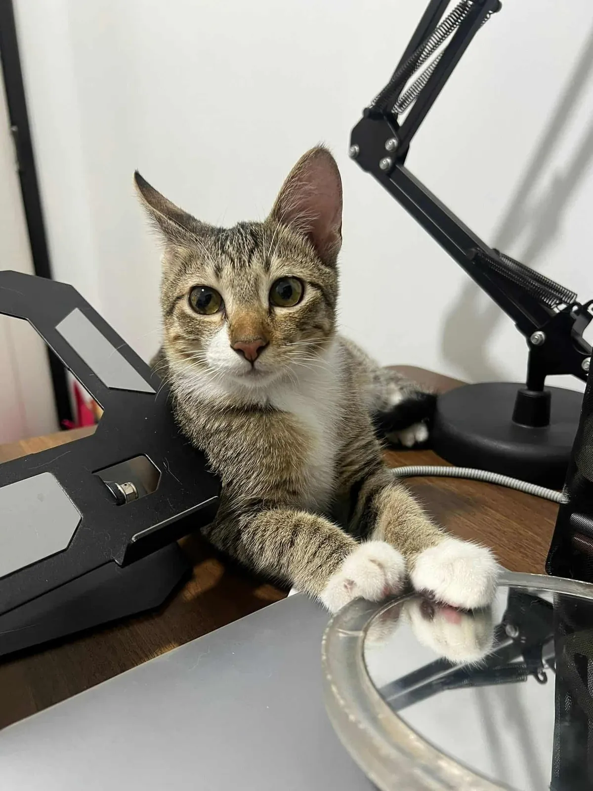 Only took a week for her to feel at home