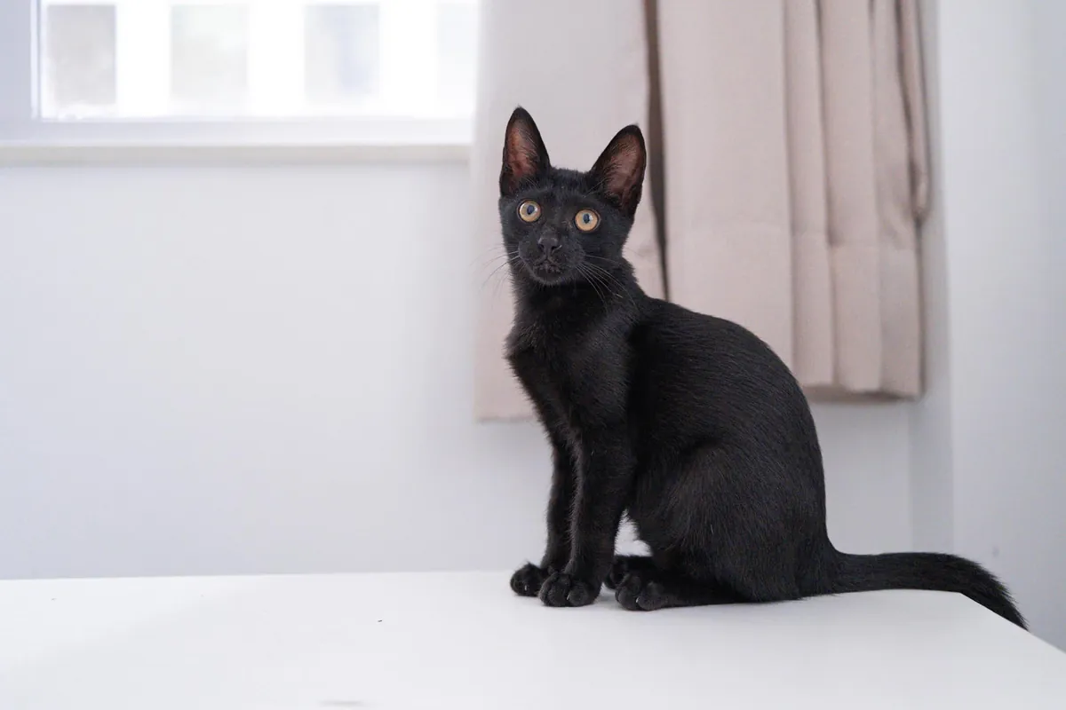 I thought I lost my friend’s cat