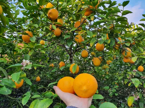 My Meyer Lemon Tree~