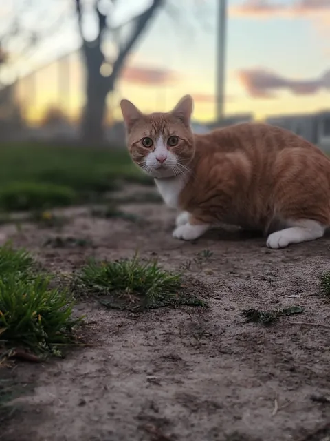 Took surprisingly good pics of my cat on a walk today, met a friend 🥰