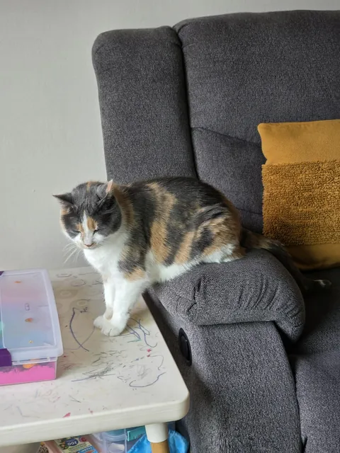 My sweet girl went for a routine vet procedure and didn’t come home