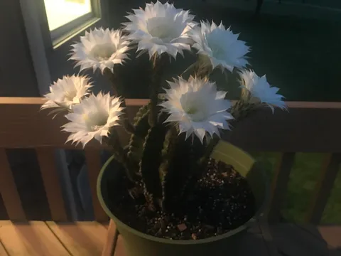 You guys enjoyed my cactus last time it had 3 blooms. This time I give you 7!