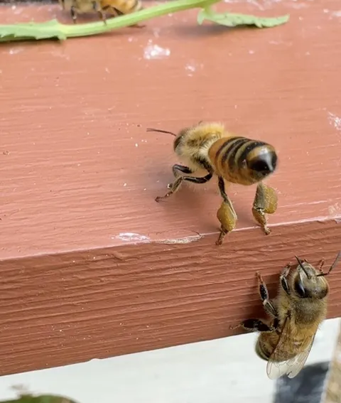 Had to install a new hive today, anyways here is a bee butt 