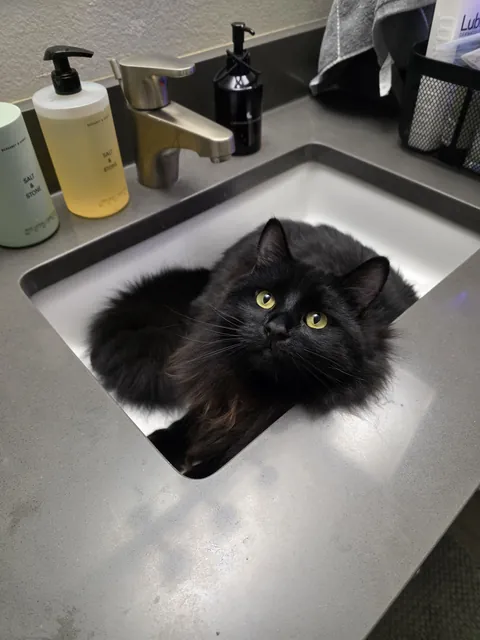 I think I have a clog in my sink