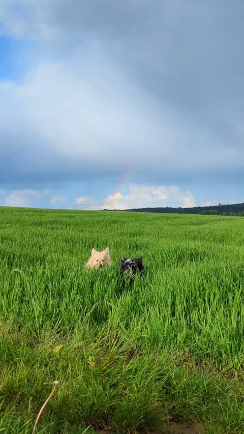 Trying to make a nice photo with my dogs. Dogs: "chewchewchew*