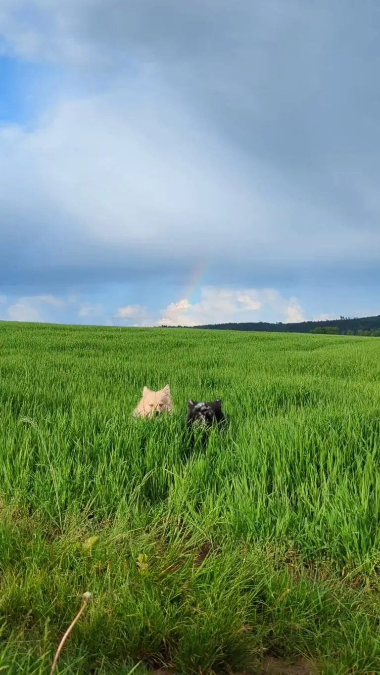 Trying to make a nice photo with my dogs. Dogs: "chewchewchew*