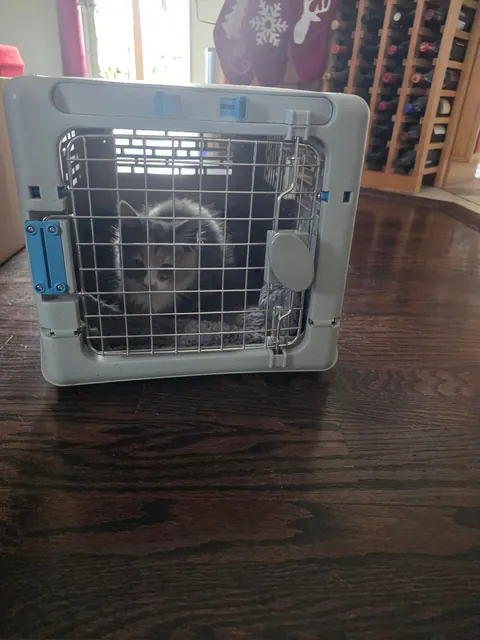 Christmas Eve is an ordeal when you finally catch a house-invading feline interloper