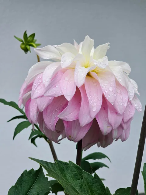 Our landlord said I could do whatever I want with the yard.