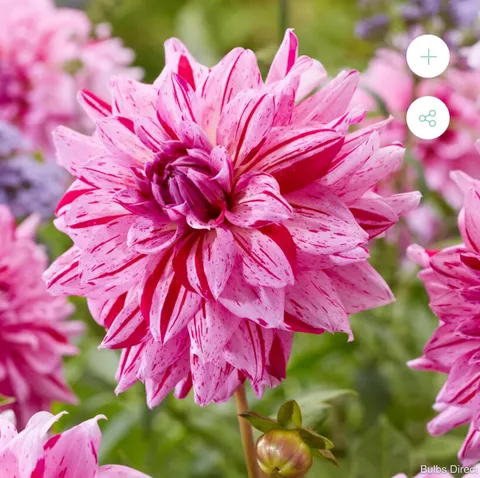What’s your must have flower to grow in your garden? 