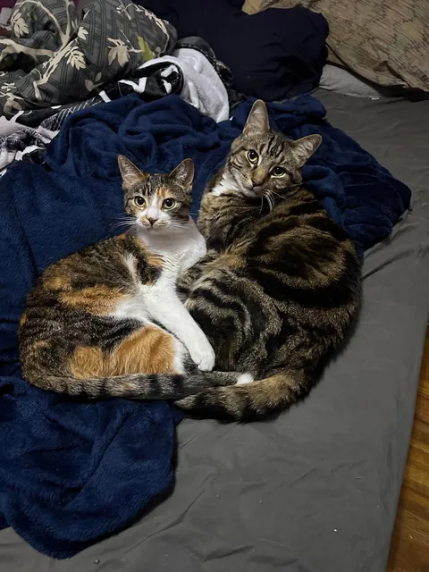 My senior cat has bonded with the new kitten and it’s the most adorable thing