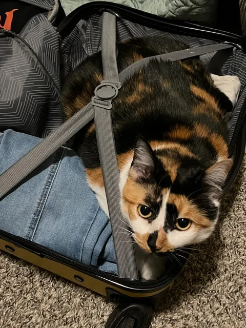 This is Mabel. I just wanted to show her off because I love her.