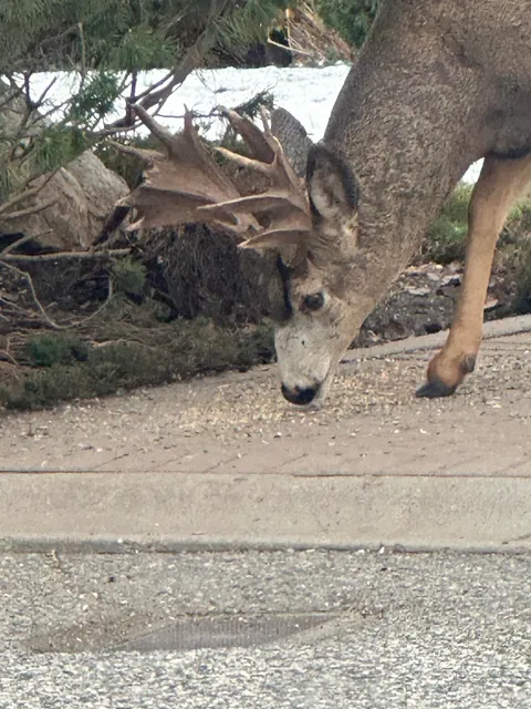 Deer eating from my neighbor’s bird feeder has moose antlers