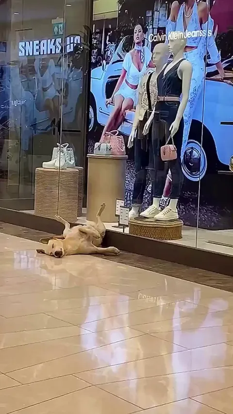 Dog was done shopping