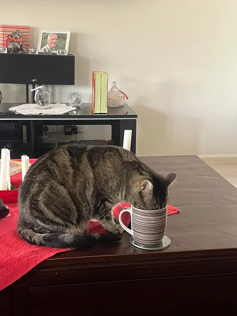 Looks me dead in the eye and then goes back to drinking my water 😂