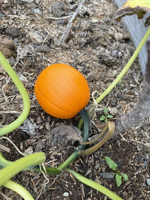 How do I know when to pick this? It’s my only pumpkin 🎃