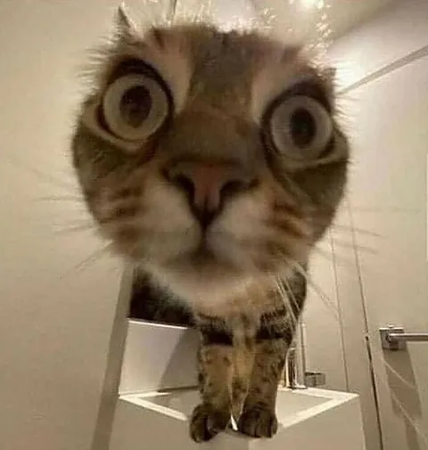 Hey. How are you?! Just a cat here