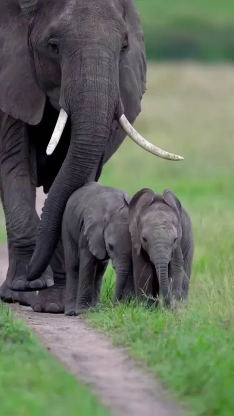Elephant twins.