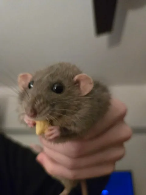 Not a single braincell in Jimily's head