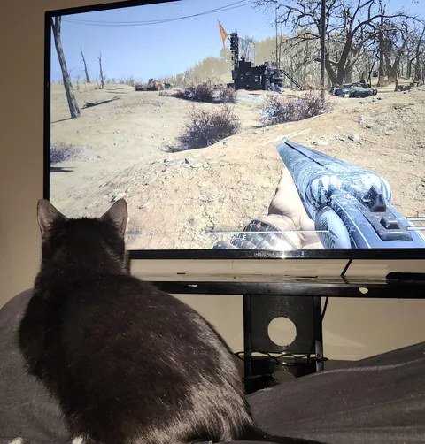 Fallout 76 is the ONLY game he likes watching me play