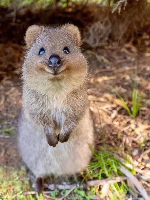 The Quokka is known as the world’s happiest animal.