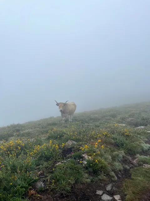 I completed the Camino de Santiago alone in Spain