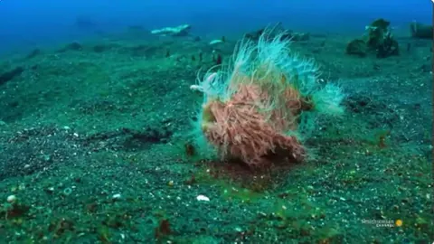 This Hairy Frogfish’s Bite is Too Fast For Slow-Motion