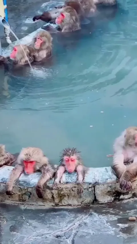 🔥These Snow Monkeys descend from the steep cliffs and forests of Japan to sit in the warm waters of the onsen (hotsprings), they return to the security of the forests in the evening.