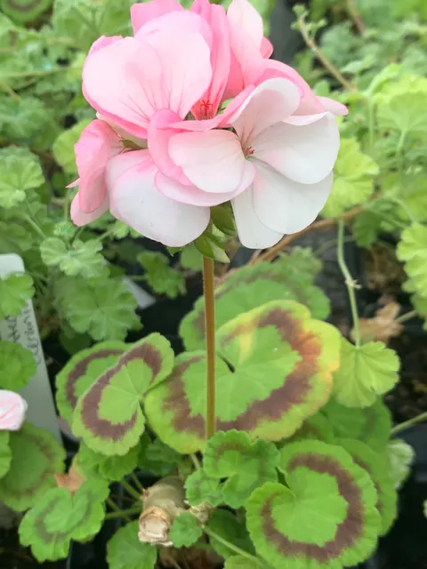 Another flower from the greenhouse for y’all 🌸