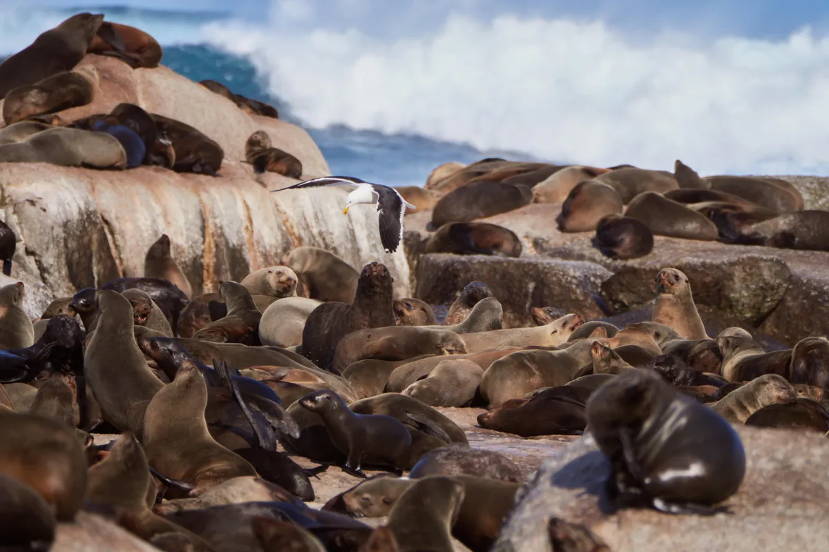 South Africa &amp; Zimbabwe