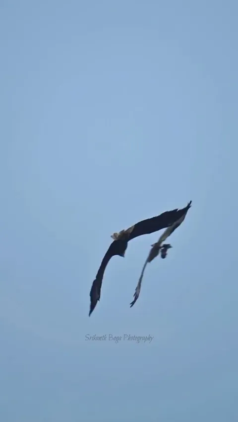 🔥Bald Eagle steals fish from Osprey and recovers it with super fast nose dive