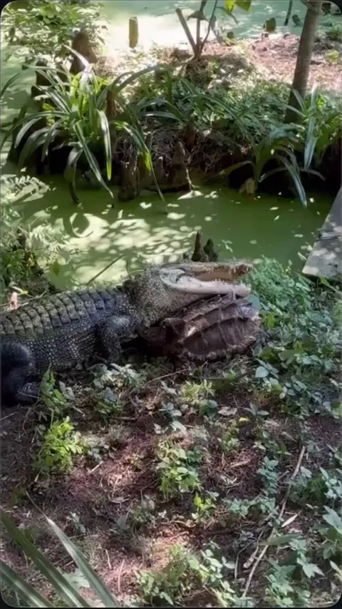 Alligator and alligator snapping turtle get into a small tussle