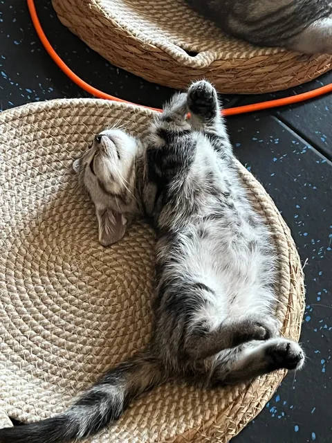 My cat’s favorite sleeping since it was a kitten