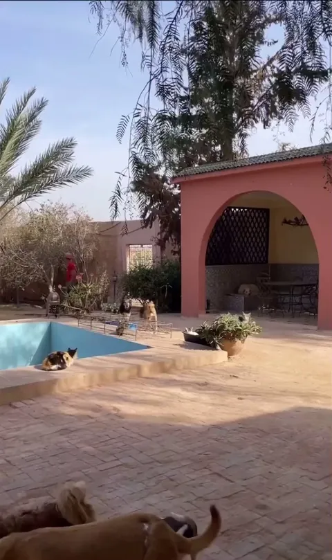 This is Honeydew! One of our long term residents here at our animal sanctuary and she has just been ADOPTED!.