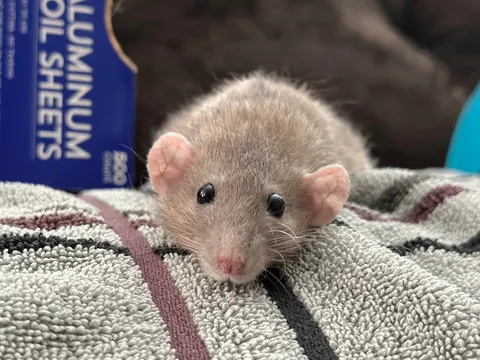 In Loving Memory of President Link 💔