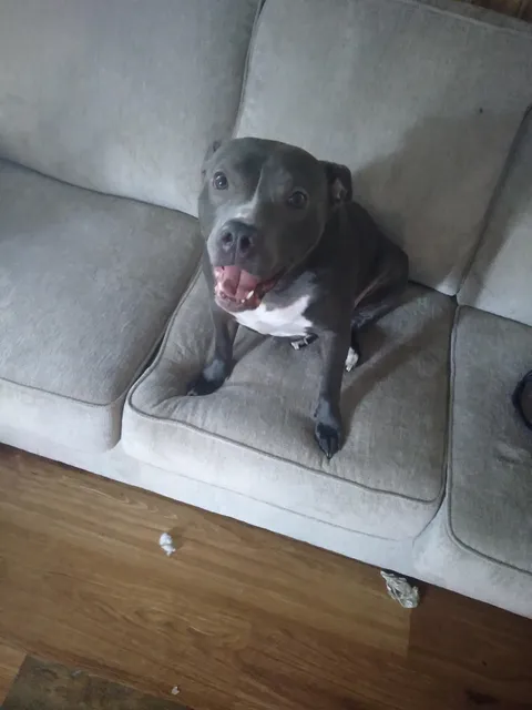 Bananas has 2 brain cells and they both compete for 3rd place