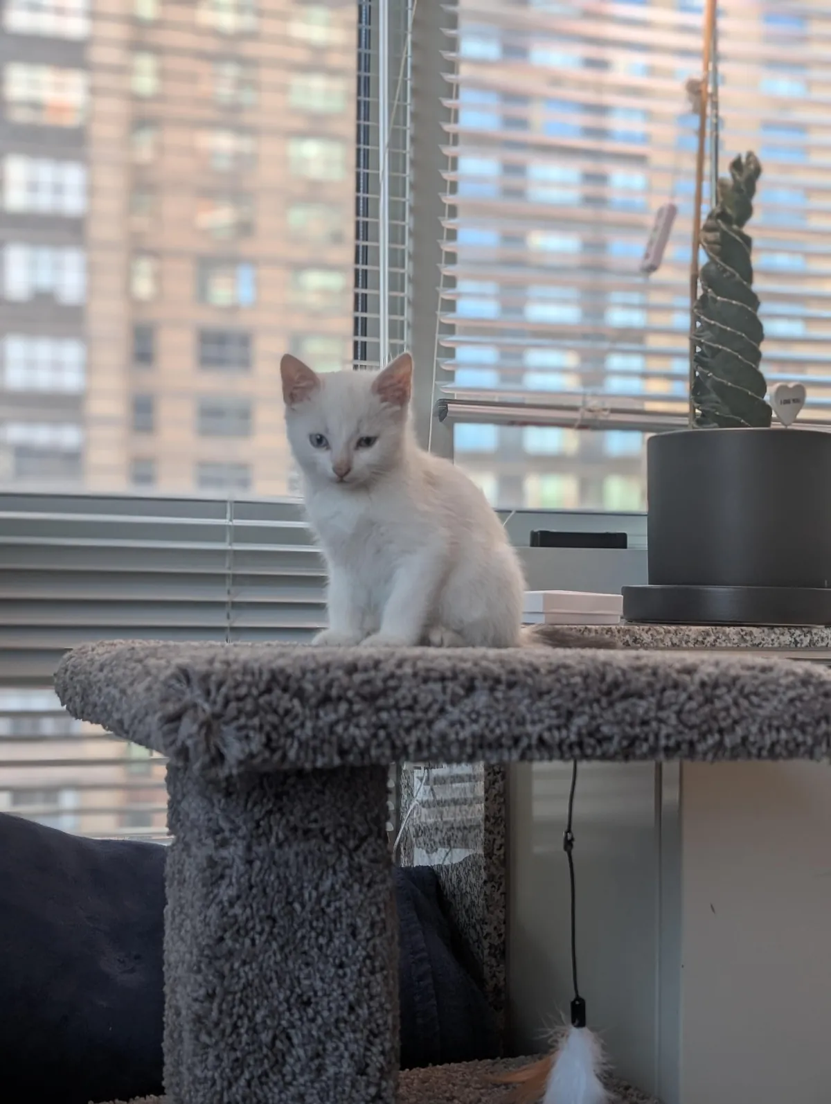 My wife and I adopted these two boyz yesterday and I couldn't be happier