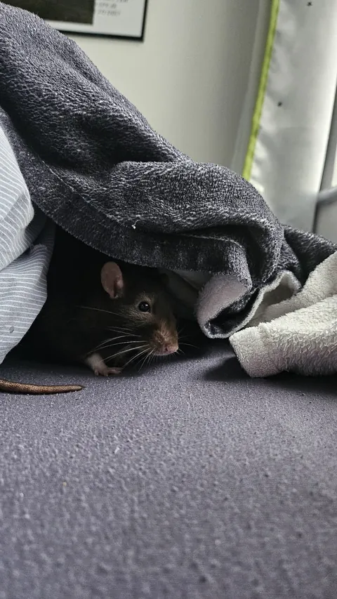 By Popular Demand - More Loup