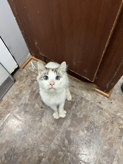 This is Danger. We rescued him last week. He’s FIV positive but the sweetest man and is going to live a very happy life. 