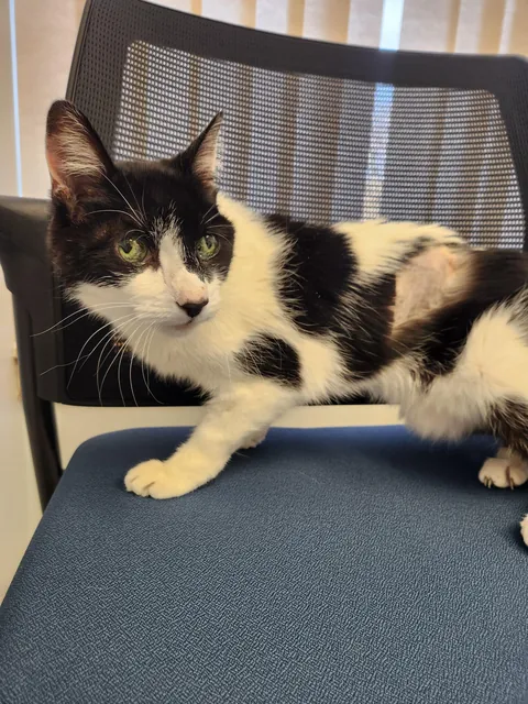 My senior kitty is going into surgery today.